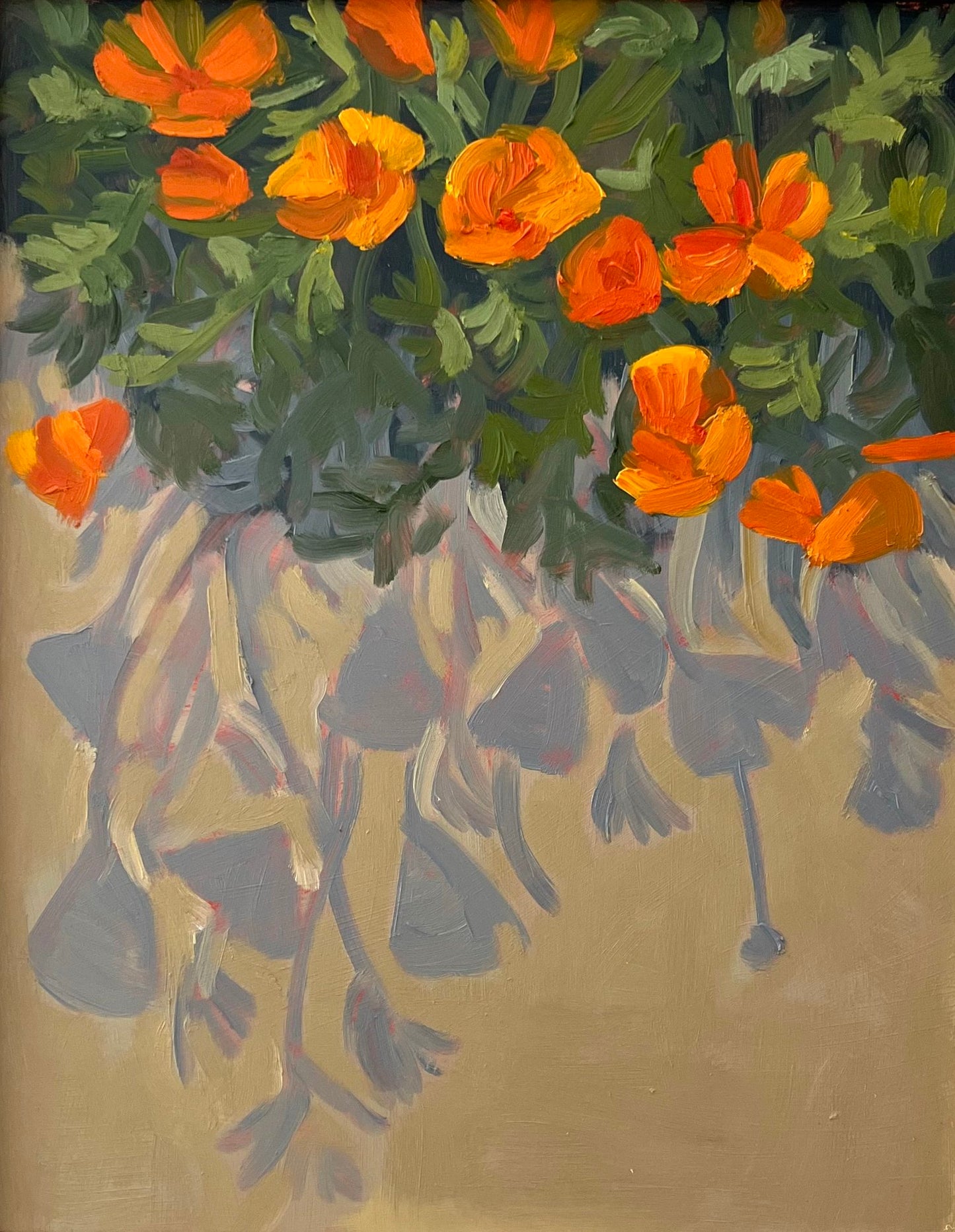 California Poppies