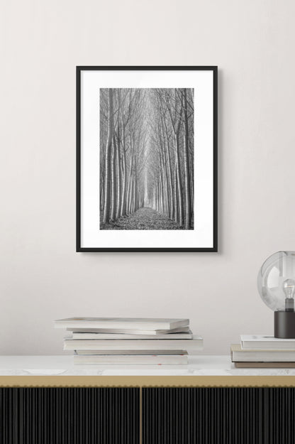 Poplar Tree Study - Emilia Romagna