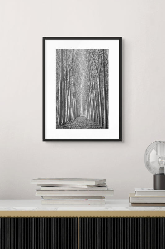 Poplar Tree Study - Emilia Romagna