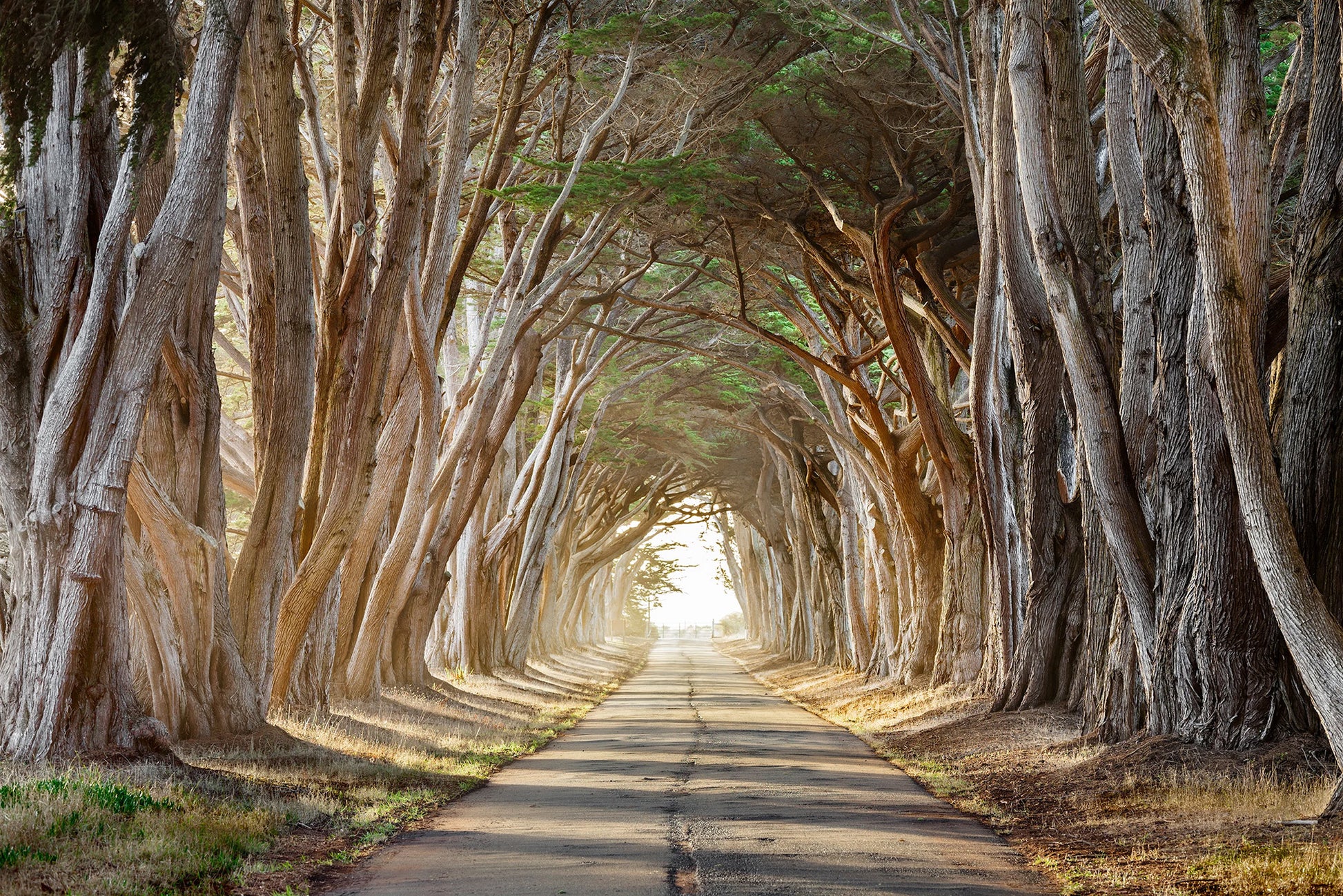 Photography of a tunnel of tall trees with a clear path ahead