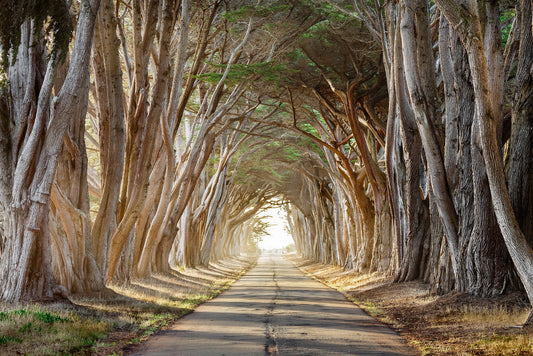 Photography of a tunnel of tall trees with a clear path ahead