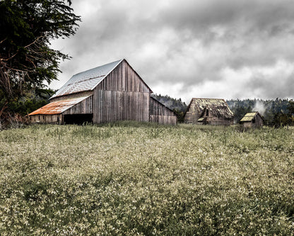 Spring Ranch Barn Study 1- Mendocino