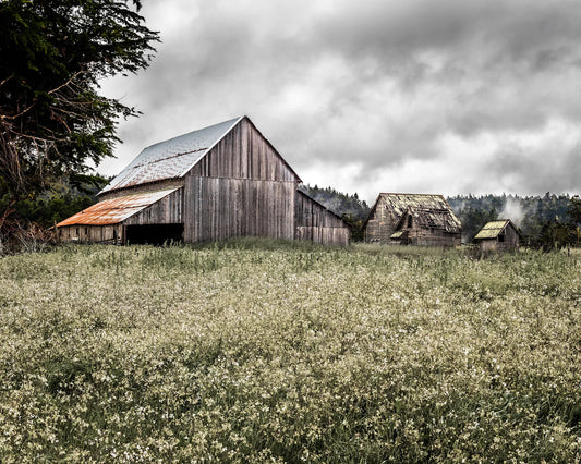 Spring Ranch Barn Study 1- Mendocino