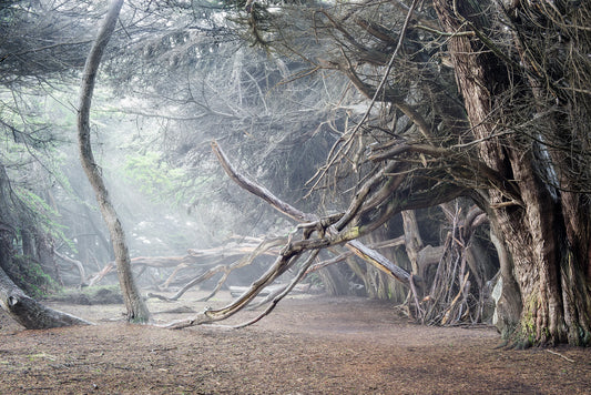 Cypress Trees in Fog Study 2 -Sea Ranch