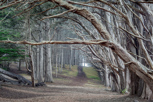 Moss Beach Cypress Trees - Fitzgerald Marine Reserve