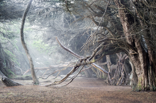 Cypress Trees in Fog Study 2 -Sea Ranch
