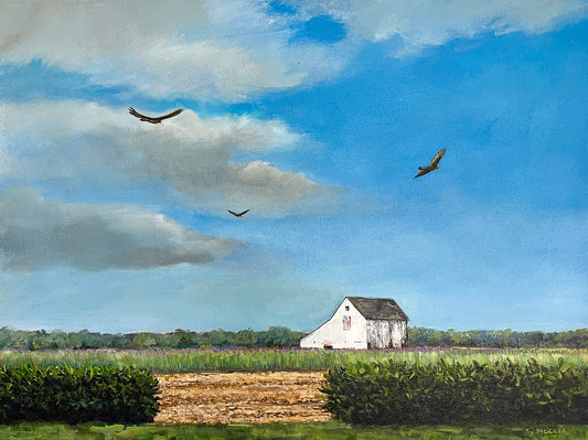Turkey Vultures