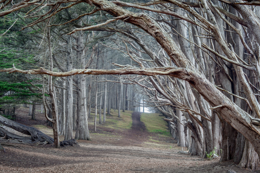 Moss Beach Cypress Trees - Fitzgerald Marine Reserve