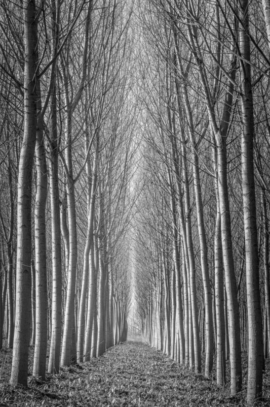 Poplar Tree Study - Emilia Romagna