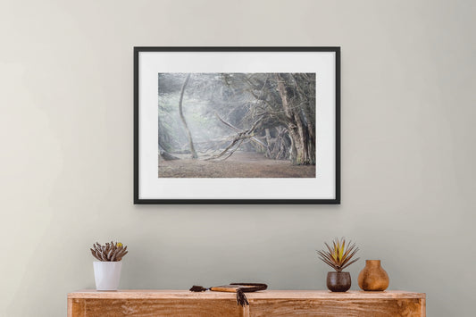 Cypress Trees in Fog Study 2 -Sea Ranch